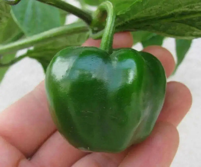 Red  Manzano, Pepper Seeds ,Apple Chili(Capsicum pubescens) - Caribbean garden seed