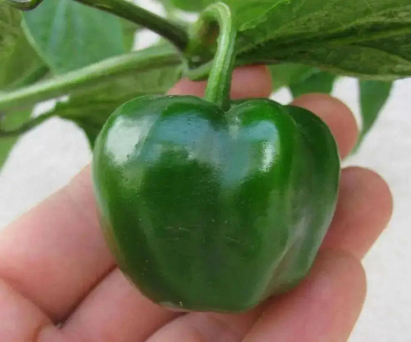 Red  Manzano, Pepper Seeds ,Apple Chili(Capsicum pubescens) - Caribbean garden seed