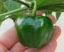 Red  Manzano, Pepper Seeds ,Apple Chili(Capsicum pubescens) - Caribbean garden seed