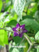 Red  Manzano, Pepper Seeds ,Apple Chili(Capsicum pubescens) - Caribbean garden seed