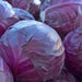 Red Acre Cabbage Seeds ,Brassica oleracea, grown as microgreens  baby leaf or full maturity  . - Caribbean garden seed