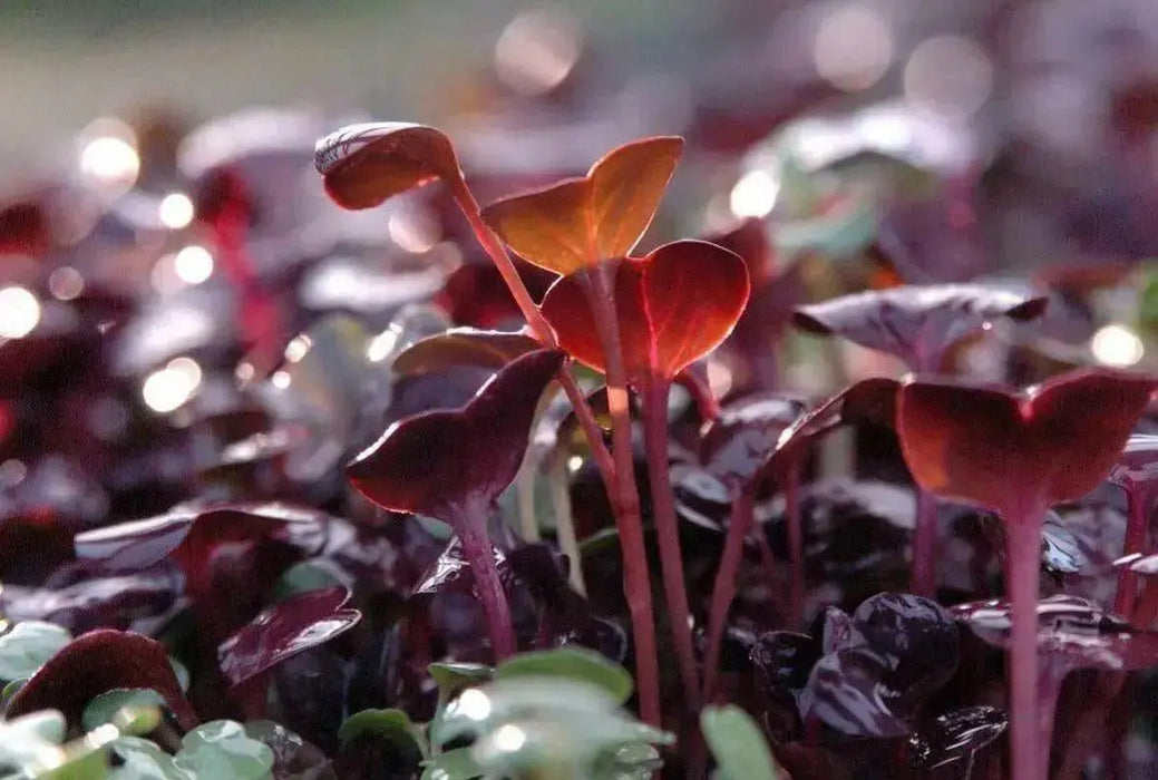 Red Acre Cabbage Seeds ,Brassica oleracea, grown as microgreens  baby leaf or full maturity  . - Caribbean garden seed