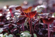 Red Acre Cabbage Seeds ,Brassica oleracea, grown as microgreens  baby leaf or full maturity  . - Caribbean garden seed