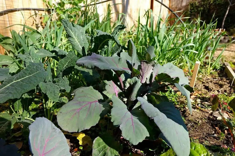 Red Acre Cabbage Seeds ,Brassica oleracea, grown as microgreens  baby leaf or full maturity  . - Caribbean garden seed
