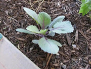 Red Acre Cabbage Seeds ,Brassica oleracea, grown as microgreens  baby leaf or full maturity  . - Caribbean garden seed