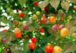 RED BODE Hot Pepper Seeds -  Capsicum Chinense - Caribbean garden seed