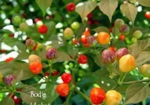 RED BODE Hot Pepper Seeds -  Capsicum Chinense - Caribbean garden seed