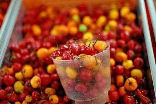 RED BODE Hot Pepper Seeds -  Capsicum Chinense - Caribbean garden seed