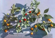 RED BODE Hot Pepper Seeds -  Capsicum Chinense - Caribbean garden seed