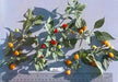 RED BODE Hot Pepper Seeds -  Capsicum Chinense - Caribbean garden seed