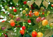 RED BODE Hot Pepper Seeds -  Capsicum Chinense - Caribbean garden seed