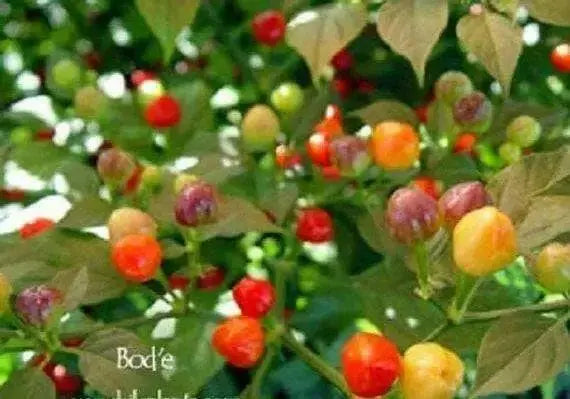 RED BODE Hot Pepper Seeds -  Capsicum Chinense - Caribbean garden seed
