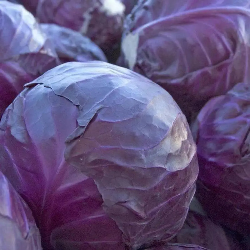 RED ACRE , Cabbage Seeds ,  (Brassica oleracea) Untreated - Caribbean garden seed