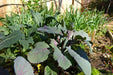 RED ACRE , Cabbage Seeds ,  (Brassica oleracea) Untreated - Caribbean garden seed
