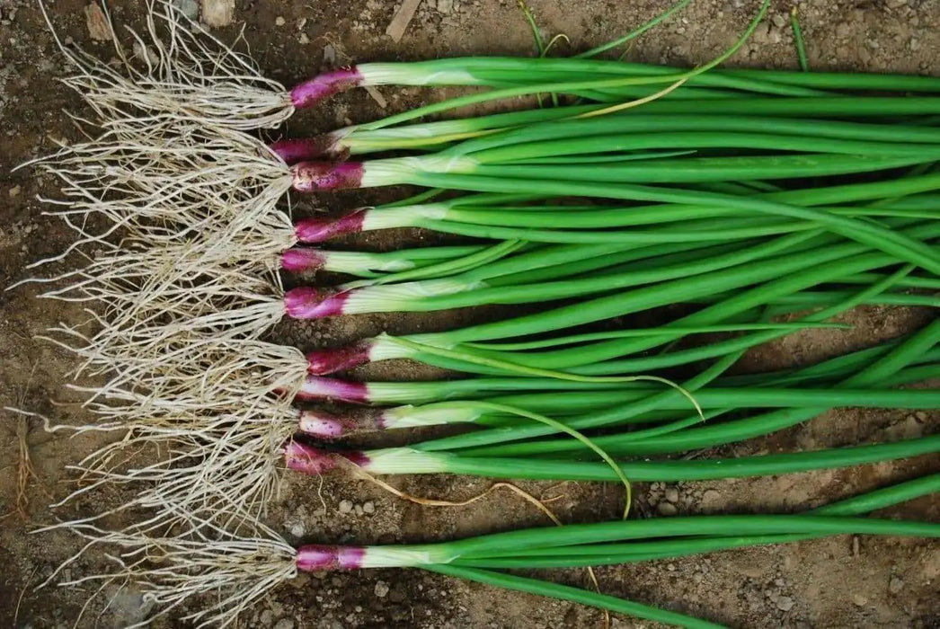 Red BUNCHING Onion Seeds ,Asian Vegetable - Caribbean garden seed