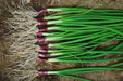 Red BUNCHING Onion Seeds ,Asian Vegetable - Caribbean garden seed