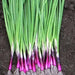 Red BUNCHING Onion Seeds ,Asian Vegetable - Caribbean garden seed