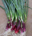 Red BUNCHING Onion Seeds ,Asian Vegetable - Caribbean garden seed