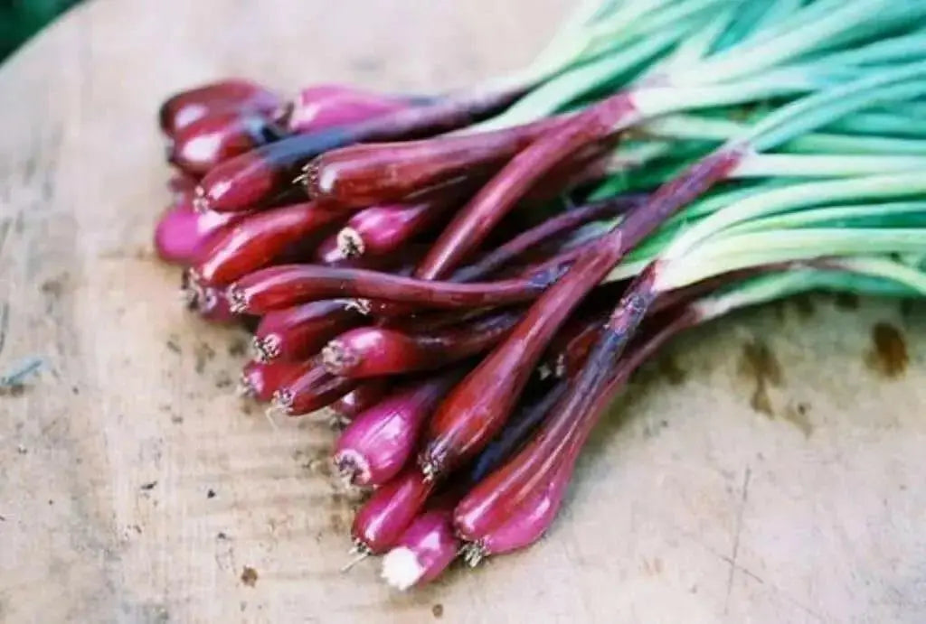 Red BUNCHING Onion Seeds ,Asian Vegetable - Caribbean garden seed