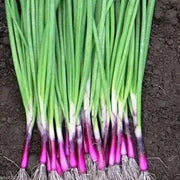 RED BUNCHING ONION SEEDS -Asian Vegetable - Caribbean garden seed