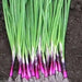 RED BUNCHING ONION SEEDS -Asian Vegetable - Caribbean garden seed