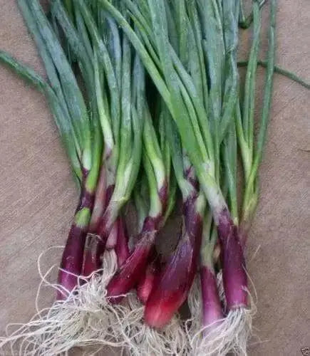 RED BUNCHING ONION SEEDS -Asian Vegetable - Caribbean garden seed
