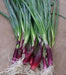 RED BUNCHING ONION SEEDS -Asian Vegetable - Caribbean garden seed