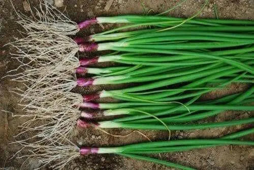 RED BUNCHING ONION SEEDS -Asian Vegetable - Caribbean garden seed