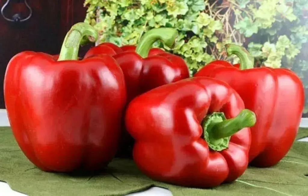 Red bell peppers Seeds,california wonder Capsicum annuum Organically Grown - Caribbean garden seed