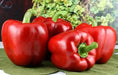 Red bell peppers Seeds,california wonder Capsicum annuum Organically Grown - Caribbean garden seed