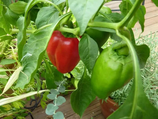 Red bell peppers Seeds,california wonder Capsicum annuum Organically Grown - Caribbean garden seed