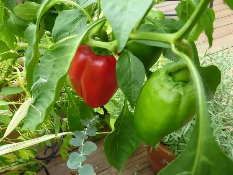Red bell peppers Seeds,california wonder Capsicum annuum Organically Grown - Caribbean garden seed