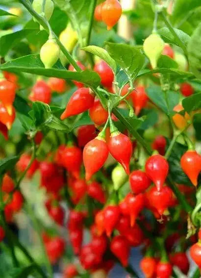 RED Biquinho Pepper  (live PLANTS) SWEET TEARDROP - Caribbean garden seed