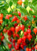 RED Biquinho Pepper  (live PLANTS) SWEET TEARDROP - Caribbean garden seed