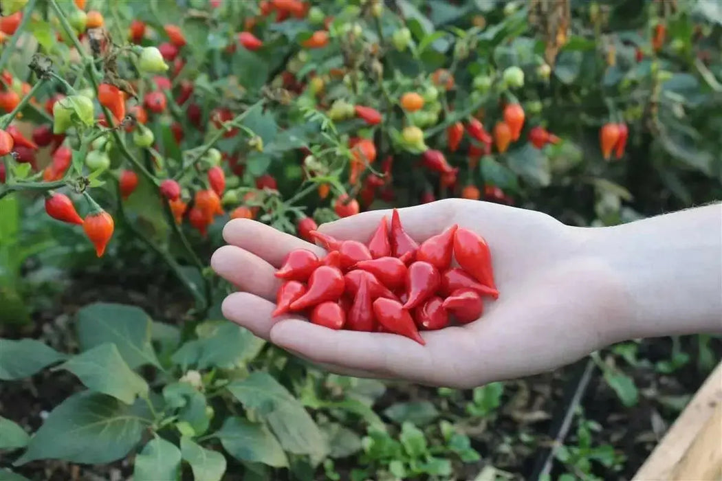 RED Biquinho Pepper  (live PLANTS) SWEET TEARDROP - Caribbean garden seed