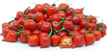 RED Biquinho Pepper  (live PLANTS) SWEET TEARDROP - Caribbean garden seed
