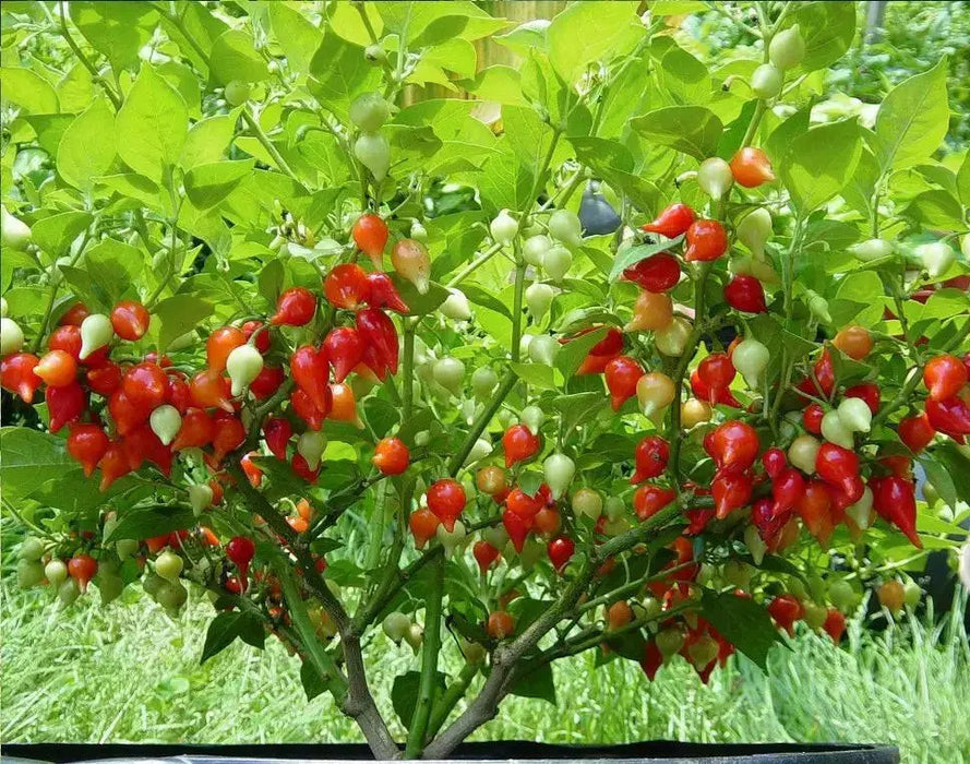 RED Biquinho Pepper  (live PLANTS) SWEET TEARDROP - Caribbean garden seed