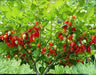 RED Biquinho Pepper  (live PLANTS) SWEET TEARDROP - Caribbean garden seed