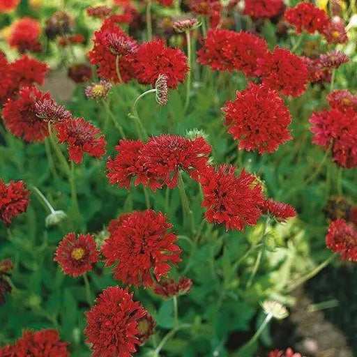 RED Blanket Flower SEEDS ,PERENNIAL - Caribbean garden seed