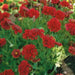 RED Blanket Flower SEEDS ,PERENNIAL - Caribbean garden seed