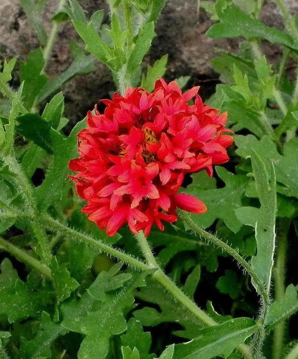 RED Blanket Flower SEEDS ,PERENNIAL - Caribbean garden seed