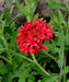 RED Blanket Flower SEEDS ,PERENNIAL - Caribbean garden seed