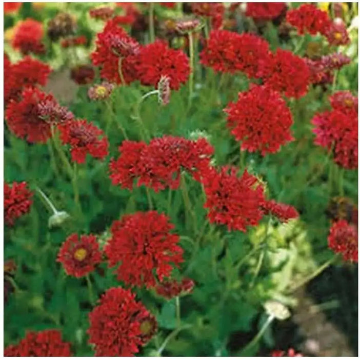 RED Blanket Flower SEEDS ,PERENNIAL - Caribbean garden seed