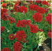 RED Blanket Flower SEEDS ,PERENNIAL - Caribbean garden seed