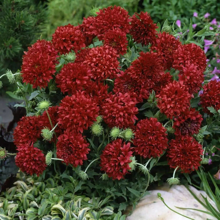 RED Blanket Flower SEEDS ,PERENNIAL - Caribbean garden seed