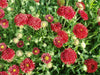 RED Blanket Flower SEEDS ,PERENNIAL - Caribbean garden seed