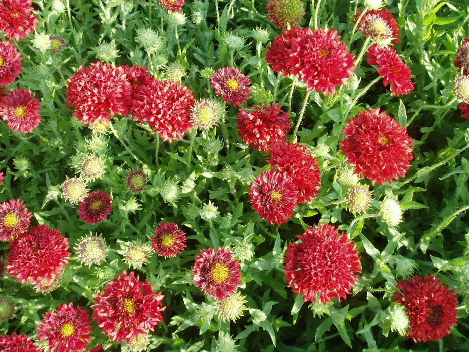 RED Blanket Flower SEEDS ,PERENNIAL - Caribbean garden seed