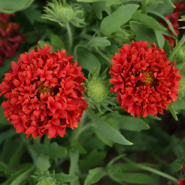 RED Blanket Flower SEEDS ,PERENNIAL - Caribbean garden seed