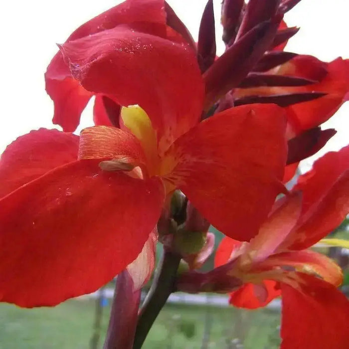 RED Canna FLOWERS Seed - TROPICAL foliage - Caribbean garden seed