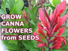 RED Canna FLOWERS Seed - TROPICAL foliage - Caribbean garden seed